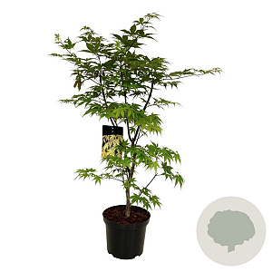 Acer pal. 'Osakazuki' 80-100 cm 10L