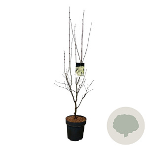 Acer pal. 'Osakazuki' 125-150 cm 14L