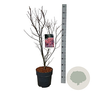Acer pal. 'Skeeter's Broom' 60-80 cm 10L