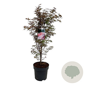 Acer pal. 'Skeeter's Broom' 100-125 cm 14L