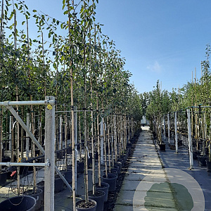 Amelanchier lamarckii 6-8 HO container