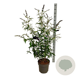 Buddleja d. 'Black Knight' 100-125 cm 15L