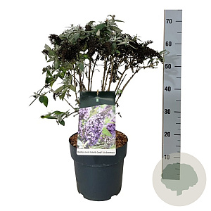 Buddleja d. B. Candy Lila Sweeth. 40-50 cm P26