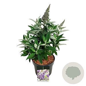 Buddleja d. B. Candy Lila Sweeth. 40-50 cm P26