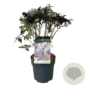 Buddleja d. B. Candy Lila Sweeth. 40-50 cm P26