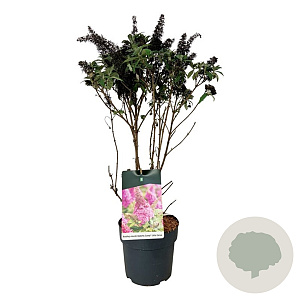 Buddleja d. B. Candy Little Cerise 50-60 cm 7,5L