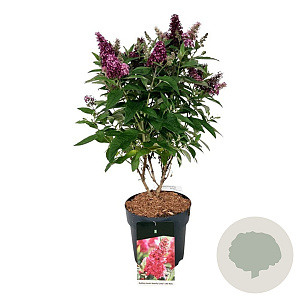 Buddleja d. B. Candy Little Ruby 50-60 cm 7,5L