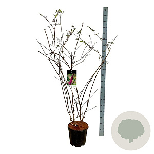 Buddleja d. 'Ile de France' 100-125 cm 15L