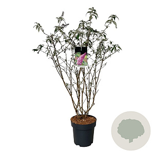 Buddleja d. 'Pink Delight' 80-100 cm 15L