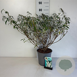 Buddleja d. 'White Profusion' 40-50 cm 6,5L