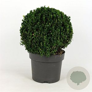 Buxus sempervirens 35 cm 7,5L bol