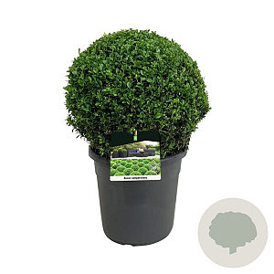 Buxus sempervirens 40 cm 12L bol