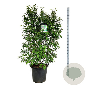 Callicarpa bod. 'Profusion' 150-175 cm cont. 55L extra