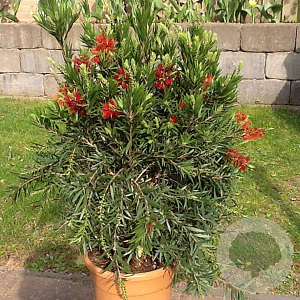 Callistemon 'Masotti' 30-40 cm 3,0L