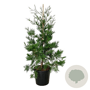 Calocedrus dec. 'Pillar' 125-150 cm 30L extra