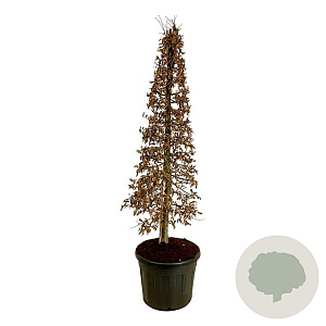 Carpinus betulus 175-200 cm cont. 90L