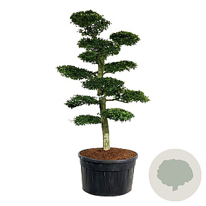 Carpinus betulus 225-250 cm cont. 500L bonsai