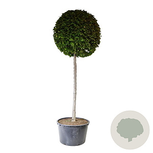 Carpinus betulus 200 cm stam cont. 500L