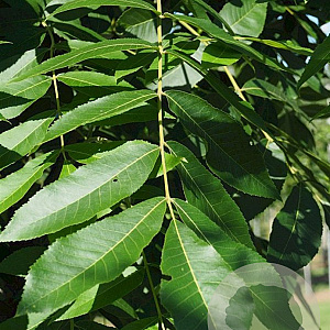 Carya illinoin. 'Desirable' 150-175 cm cont. 130L