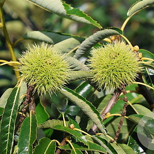 Castanea sat. 'Clone 90044' 175-200 cm cont. 130L