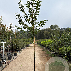 Castanea sat. 'Clone 90044' 6-8 HO 20L