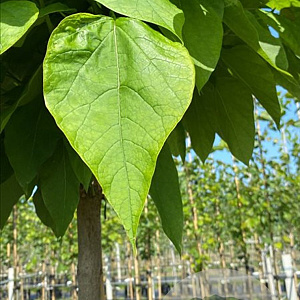 Catalpa bignonioides 'Nana' 12-14 HO container