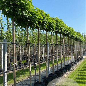 Catalpa bignonioides 'Nana' 12-14 HO container