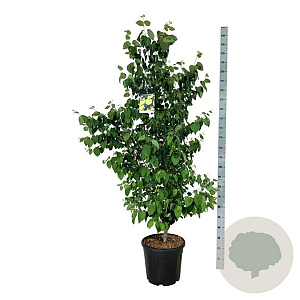 Cercidiphyllum japonicum 150-175 cm 30L extra