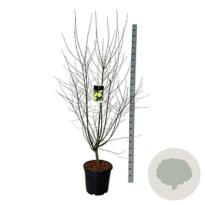 Cercidiphyllum japonicum 150-175 cm 30L extra