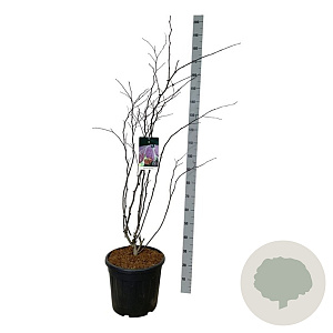 Cercis can. 'Forest Pansy' 125-150 cm 30L extra