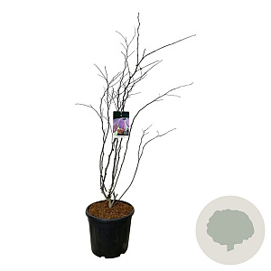 Cercis can. 'Forest Pansy' 125-150 cm 30L extra