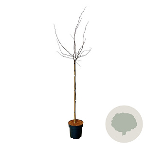 Cercis can. 'Merlot' 120 cm stam 15L