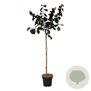 Cercis can. 'Merlot' 120 cm stam 15L