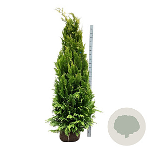 Chamaecyparis l. 'Ivonne' 200-225 cm met kluit extra