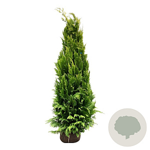 Chamaecyparis l. 'Ivonne' 200-225 cm met kluit extra