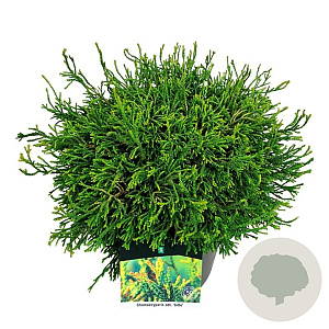 Chamaecyparis o. 'Gitte' 30-40 cm 6,5L