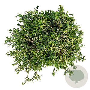 Chamaecyparis o. 'Gitte' 40-50 cm P26