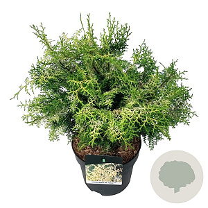 Chamaecyparis o. 'Lucas' 40-50 cm 6L