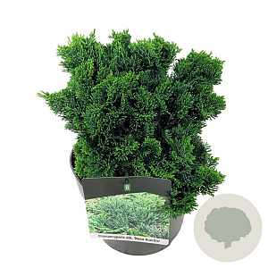 Chamaecyparis o. 'Nana Gracilis' 20-25 cm 5,0L