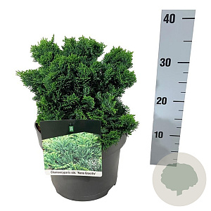 Chamaecyparis o. 'Nana Gracilis' 20-25 cm 5,0L
