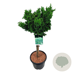Chamaecyparis o. 'Nana Gracilis' 60 cm stam 15L