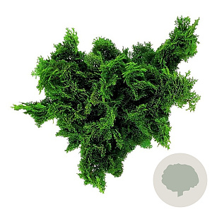 Chamaecyparis o. 'Nana Gracilis' 60 cm stam 15L