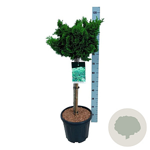 Chamaecyparis o. 'Nana Gracilis' 60 cm stam 15L