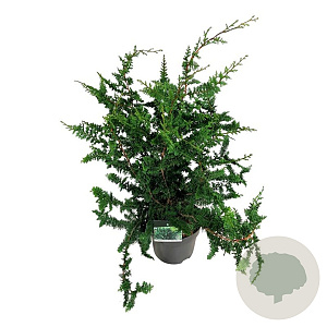 Chamaecyparis p. 'Teddy Bear' 60-80 cm P26