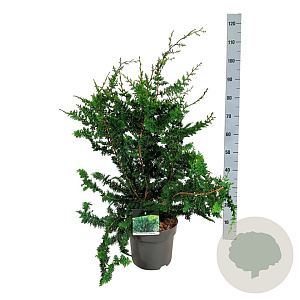 Chamaecyparis p. 'Teddy Bear' 60-80 cm P26