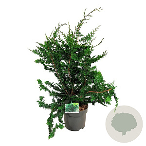 Chamaecyparis p. 'Teddy Bear' 60-80 cm P26