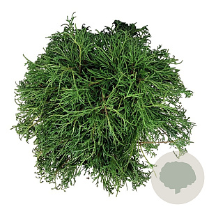 Chamaecyparis p. 'Filifera Nana' 40-50 cm 6L