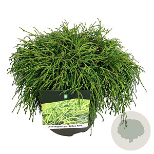Chamaecyparis p. 'Filifera Nana' 40-50 cm P26