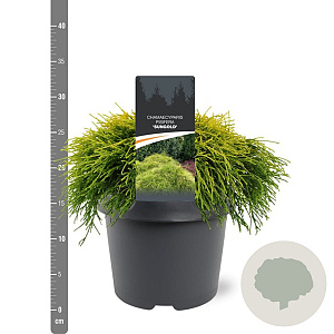Chamaecyparis p. 'Sungold' 20-25 cm 3,0L