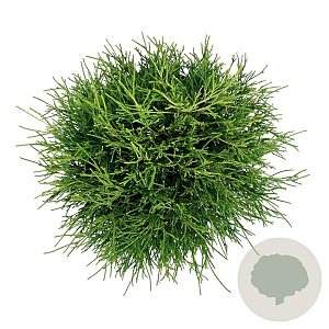 Chamaecyparis p. 'Sungold' 30-40 cm 6,5L